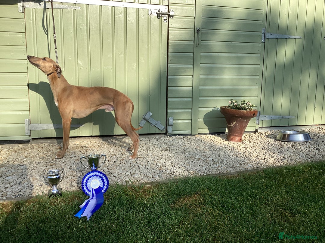 Whippet dogs for stud: PEDIGREE KC REGISTERED WHIPPET AT STUD in Salisbury - Image 7