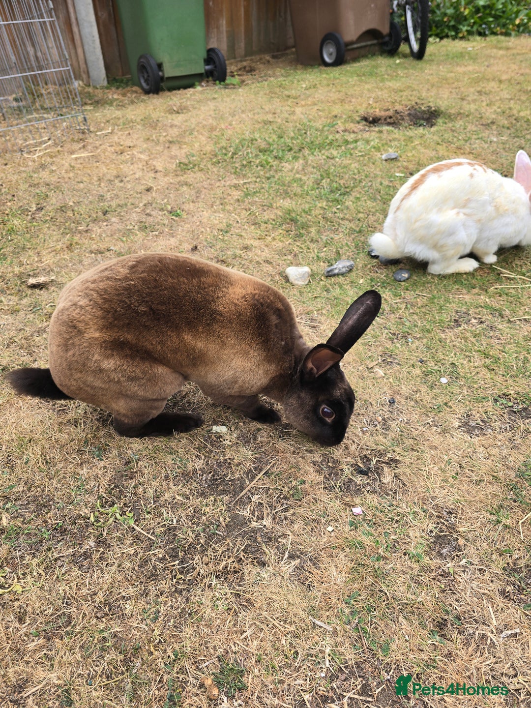 Chinchilla rabbits for sale: No more; it's finished  in Luton - Image 6