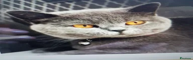 British Shorthair 1
