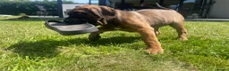 Cane Corso dogs for sale: Beautiful Cane Corso Puppies – 1 Girl Left - Advert 18