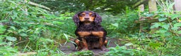 Cocker Spaniel dogs for stud: Working cocker spaniel STUD- Sir Herbert Maple  in Lincoln - Advert 3