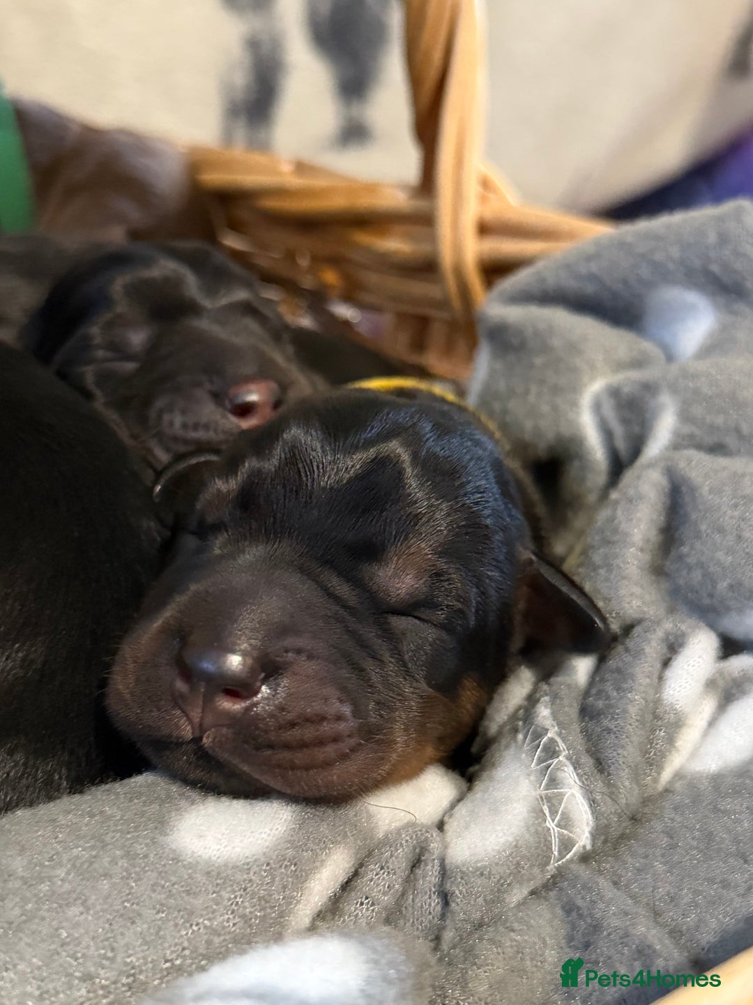 Dobermann dogs for sale: *Stunning Top/Best Bloodline Dobermanns For Sale* - Image 4