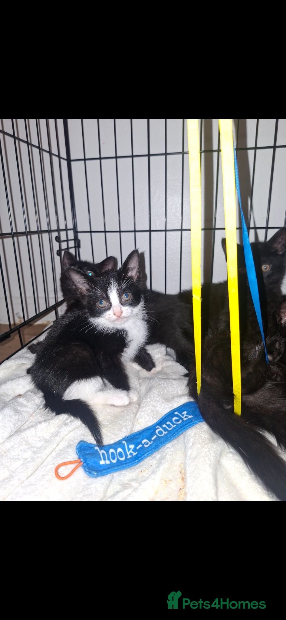 Mixed Breed cats READY NOW, £30 EACH, 6 LOVELY KITTENS❤️ - Advert 1