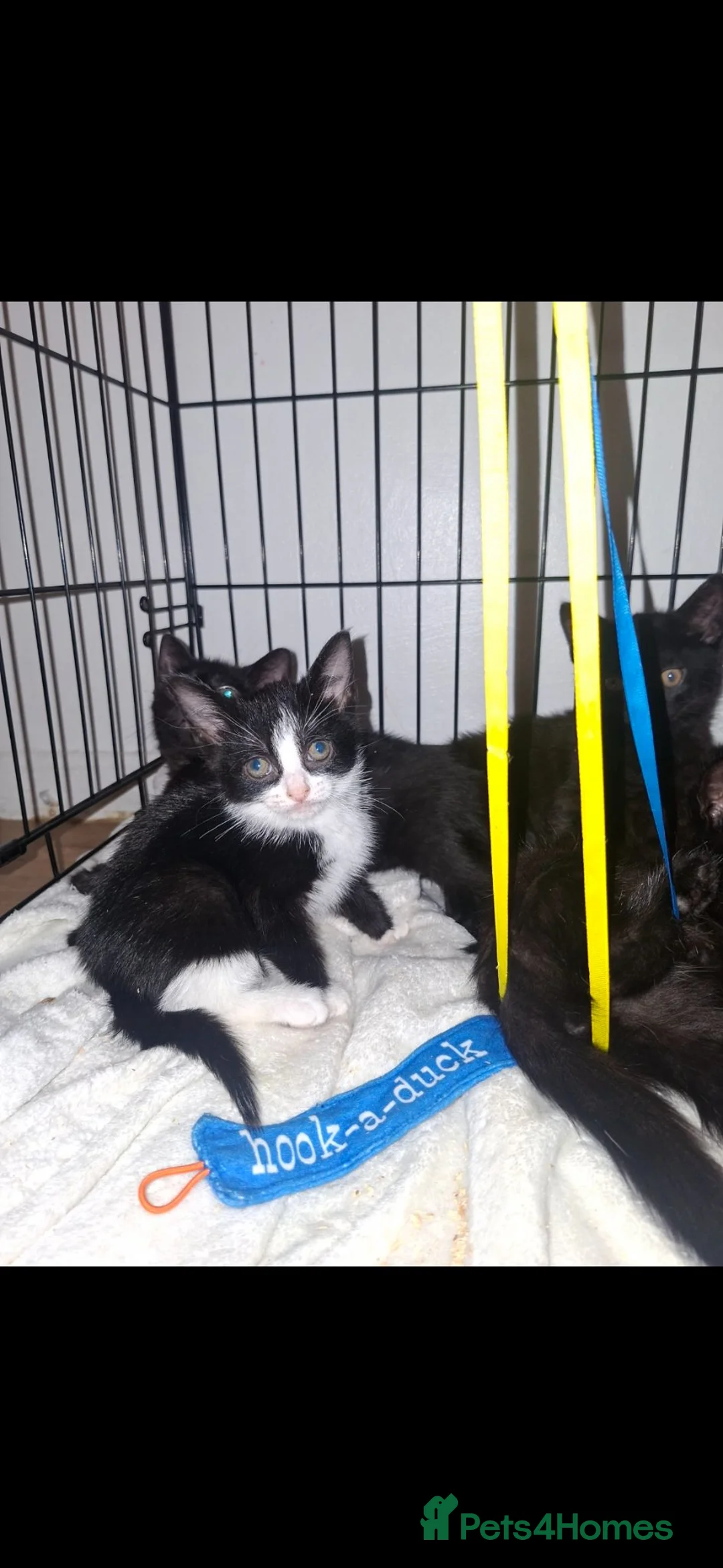 Mixed Breed cats for sale: READY NOW, £30 EACH, 6 LOVELY KITTENS❤️ - Advert 1