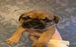 French Bulldog dogs for sale: french bulldog puppies in Manchester - Image 3