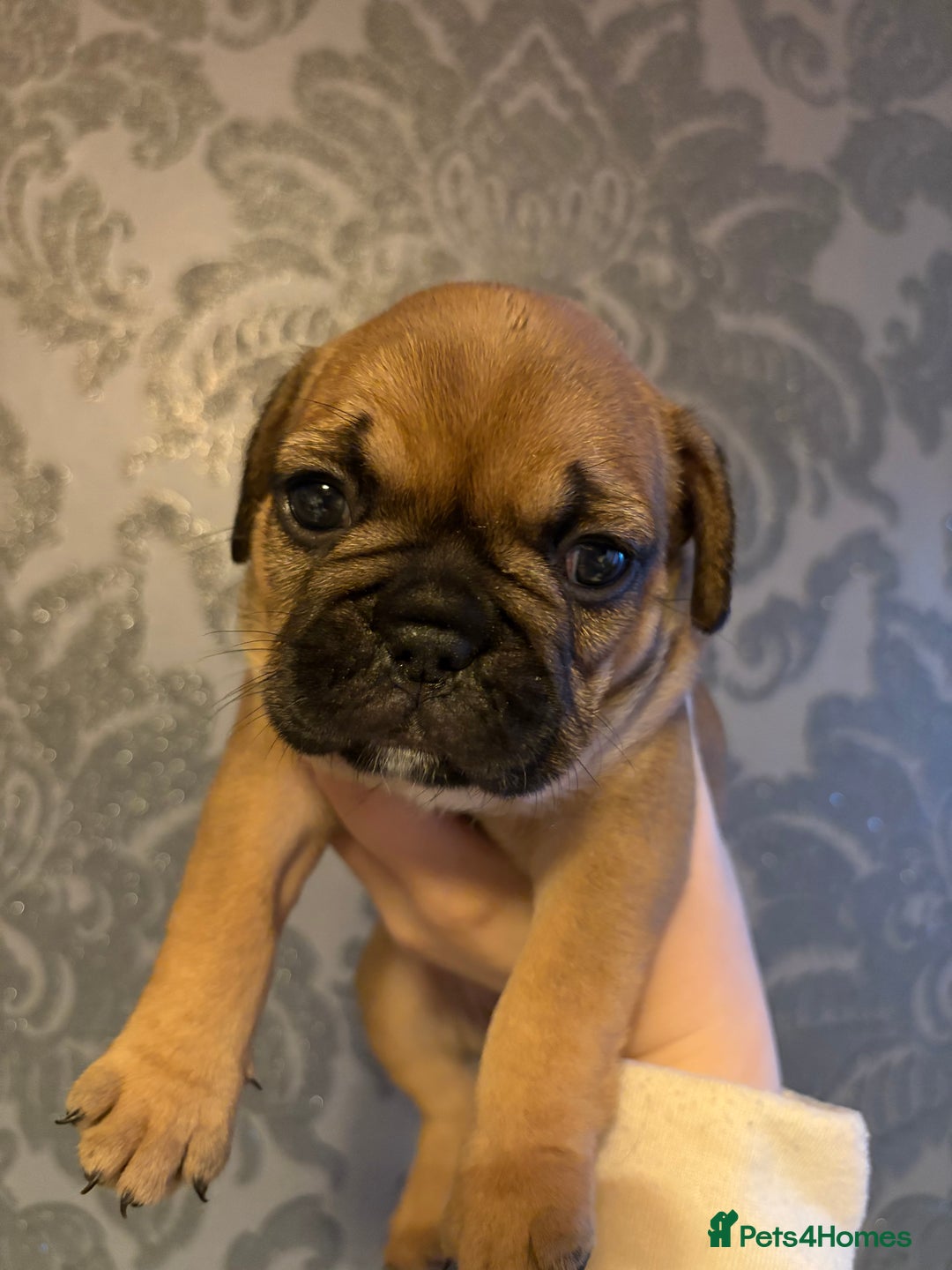 French Bulldog dogs for sale: french bulldog puppies in Manchester - Image 3