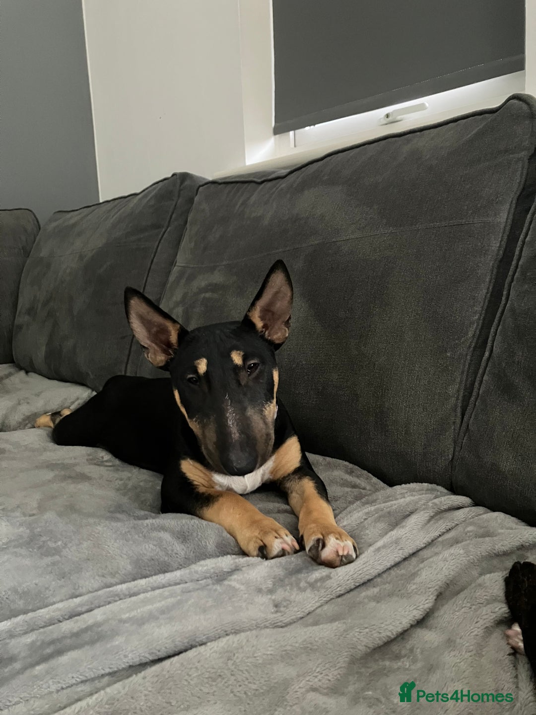 Miniature Bull terrier dogs for sale: Female Miniature bull terrier  - Advert 4