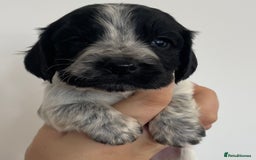 Cocker Spaniel dogs for sale: 8 cocker spaniels for reserve - Image 6