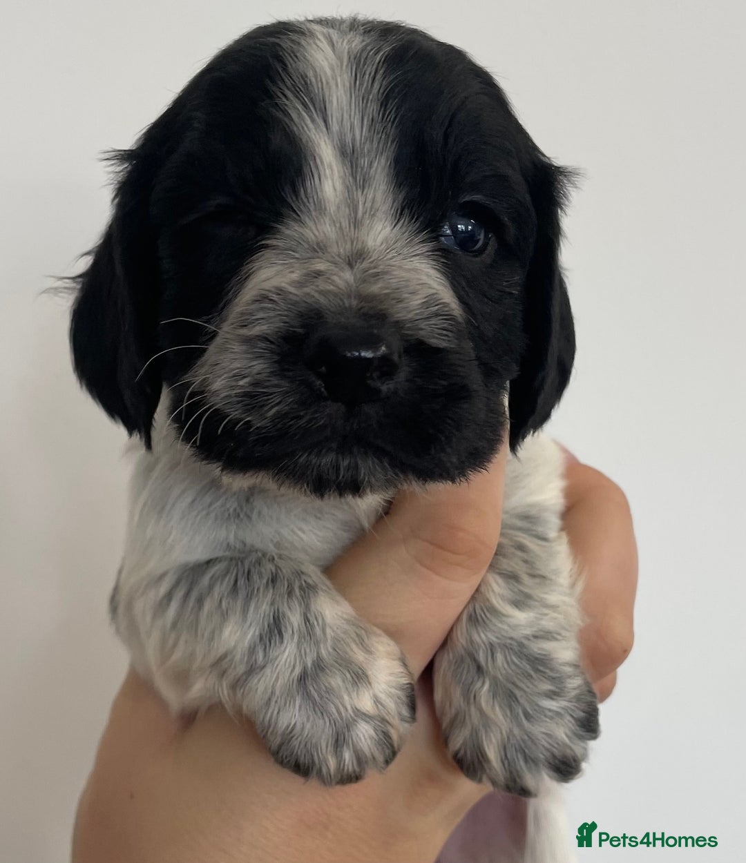 Cocker Spaniel dogs for sale: 8 cocker spaniels for reserve - Image 6