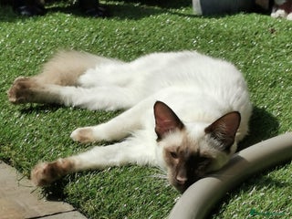 Siamese cats Stunning GCCF registered choc point Balinese - Advert 1