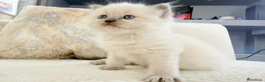Ragdoll 3 green
