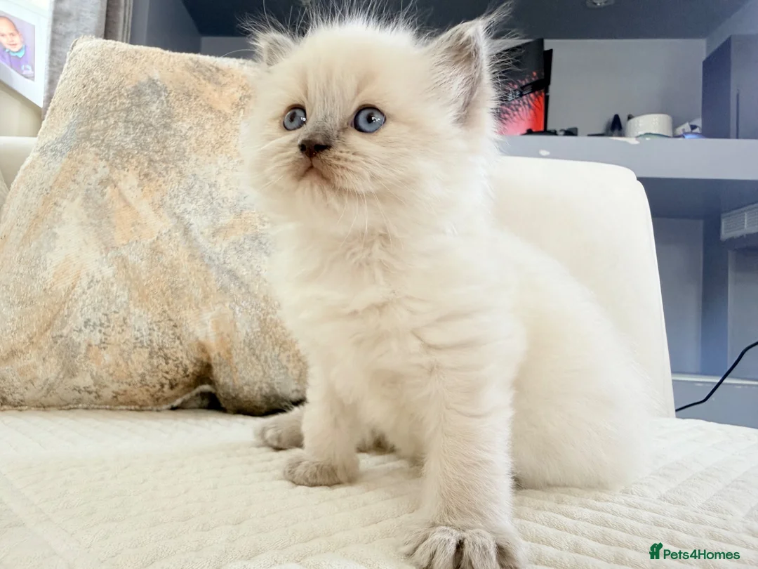 Ragdoll cats for sale: 3 Blue Point Kittens for sale - All Boys!! - Advert 40