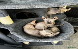 Sphynx cats for sale: LAST 2 tortie elf girls left  - Image 32
