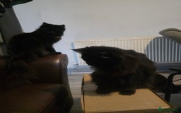 Ragdoll cats for sale: Bruther and sister all black ragdolls - Image 4