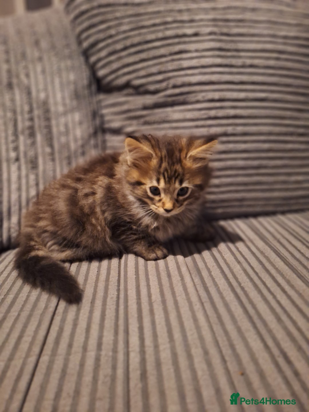 Maine Coon cats for sale: Maincoon bengal Cross kittens - Advert 7