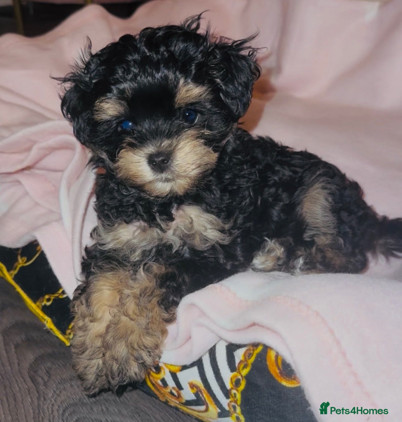 Maltipoo dogs 💝 Stunning Maltipoo girl 💝 - Advert 2