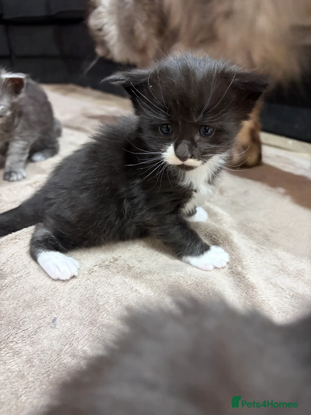 Maine Coon cats for sale: PUREBRED MAINE COON KITTENS! - Advert 8