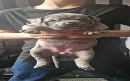 American Bully dogs for sale: Pocket bully pups  - Image 4