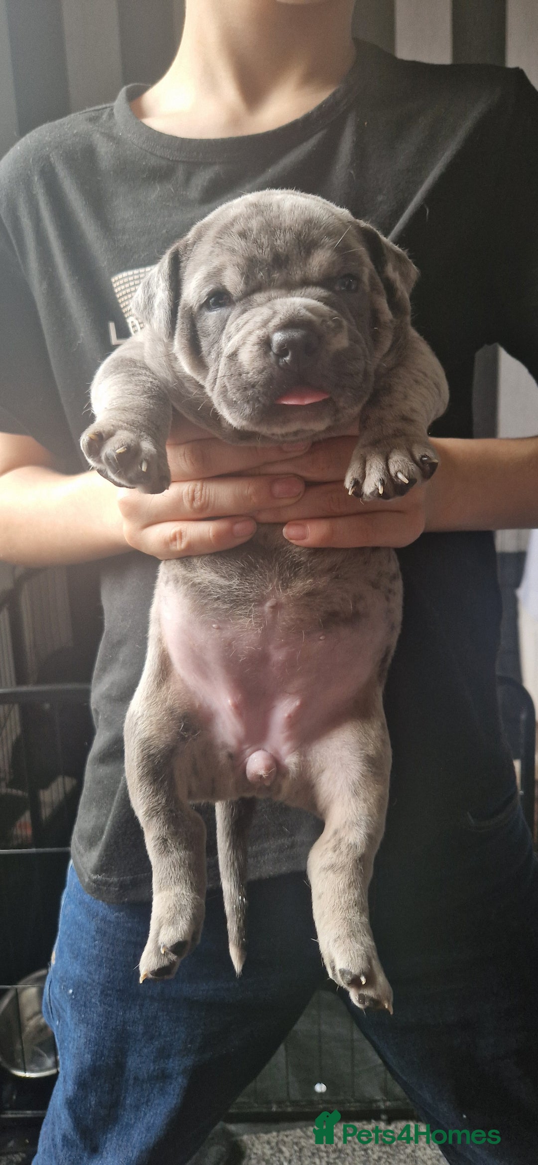 American Bully dogs for sale: Pocket bully pups  - Image 4