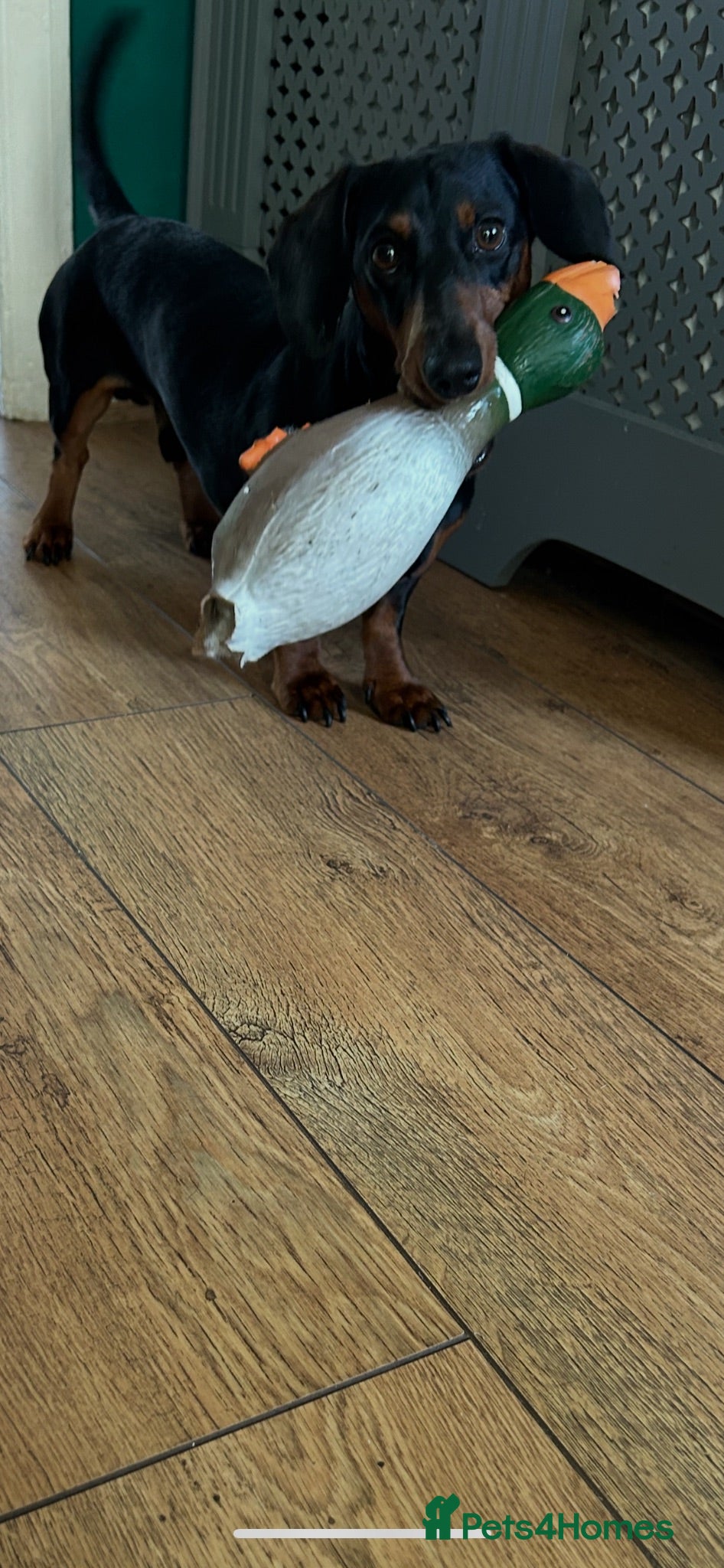 Dachshund dogs 18 month Sausage dog. Frankie. Male - Advert 1