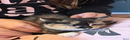 Mixed Breed cats for sale: Half Siberians  - Advert 9