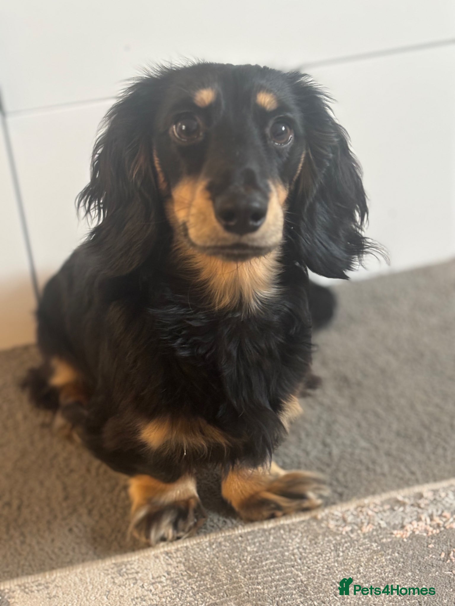 Dachshund dogs for stud: Long haired dachshund for stud  - Advert 3