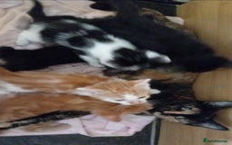 Mixed Breed cats for sale: Fluffy Kittens  - Image 10