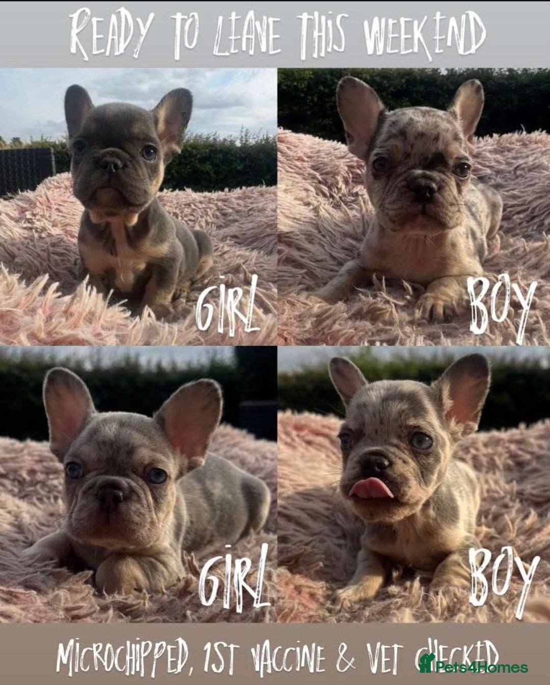 French Bulldog dogs for sale: Beautiful French bulldog puppies  - Image 1