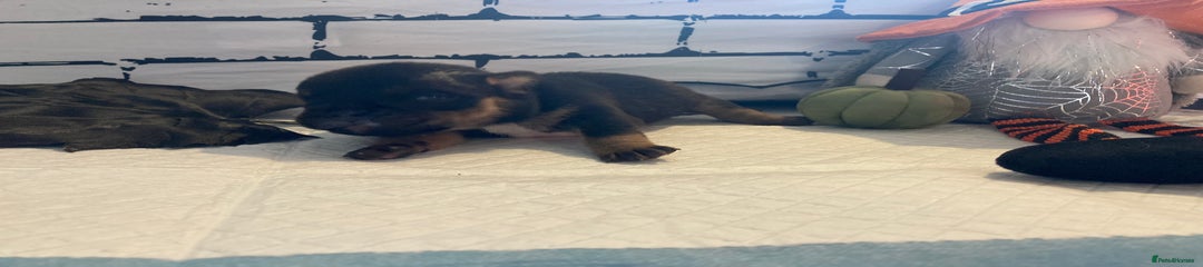 English Bulldog Puppy 5