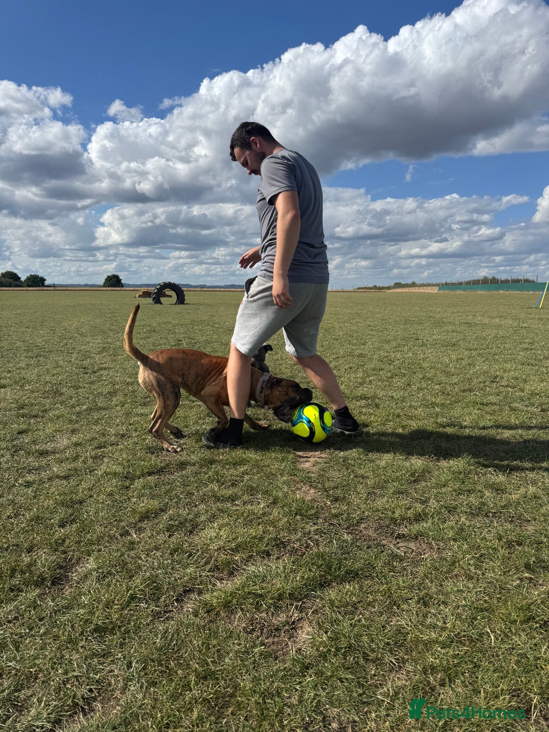 Presa Canario dogs for sale: Ecco  - Advert 7