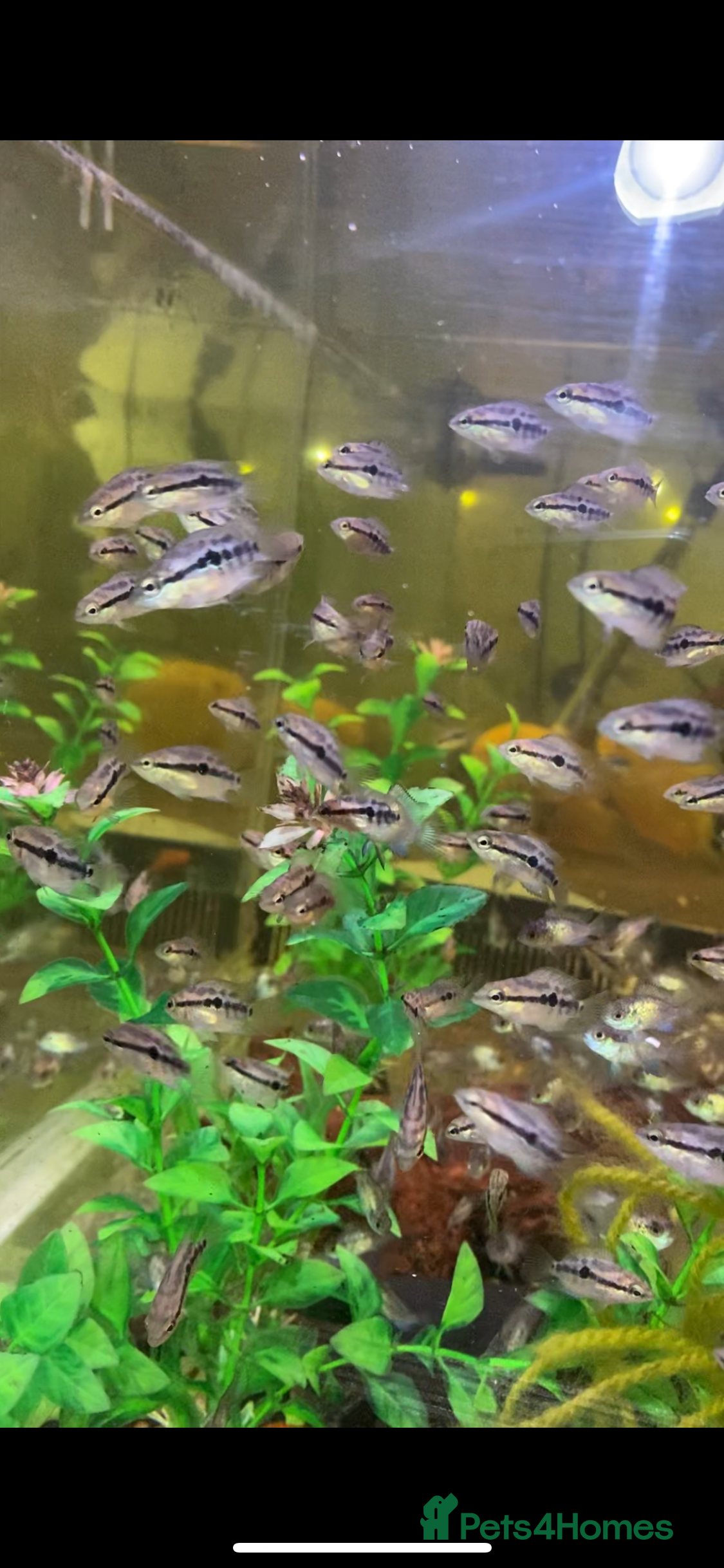 Other/Mixed Breed fish Different species available  - Advert 11