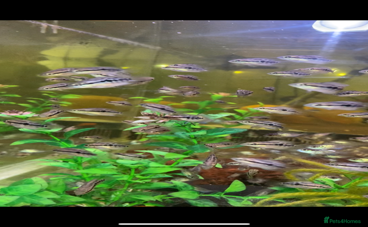 Other/Mixed Breed fish - Advert 2