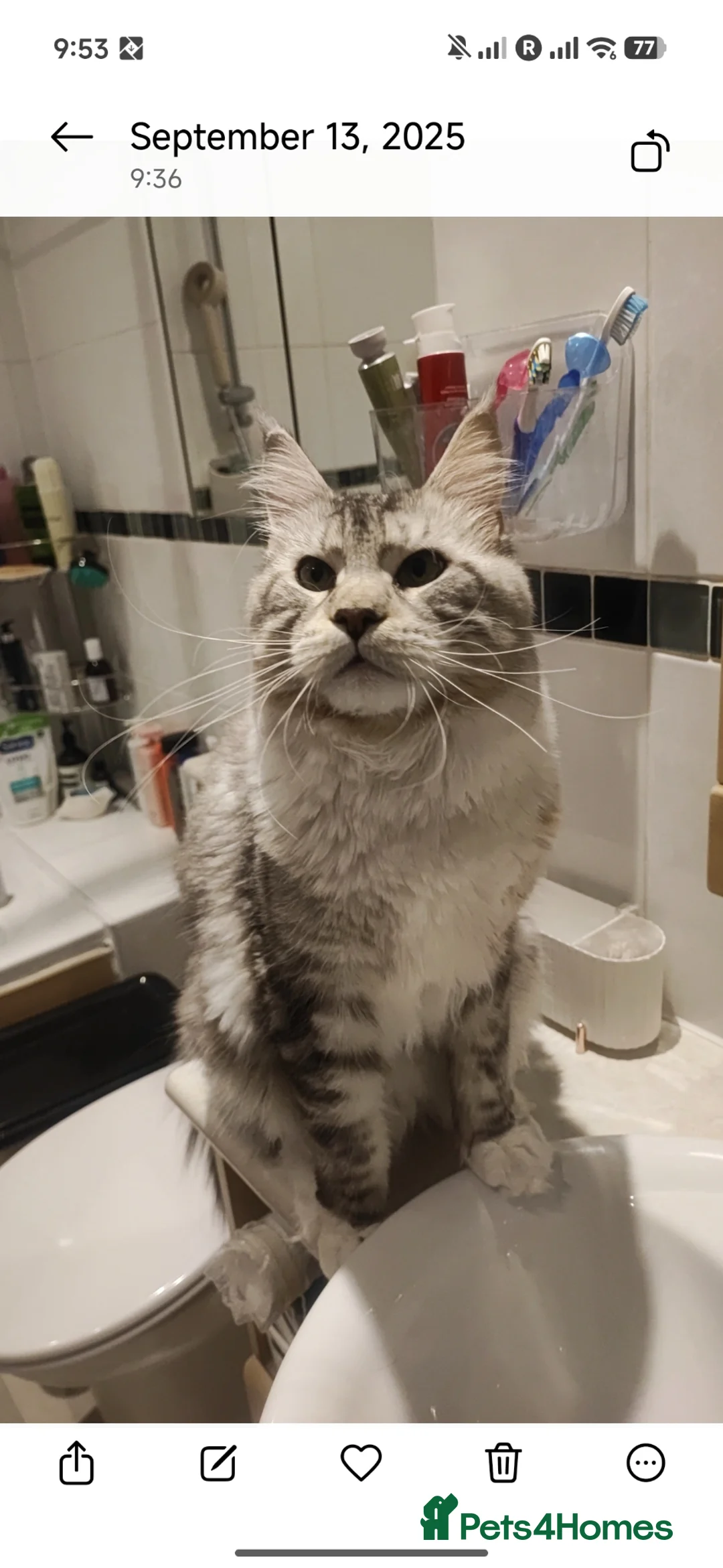 Maine Coon cats for stud: Maine Coon TICA - Advert 2