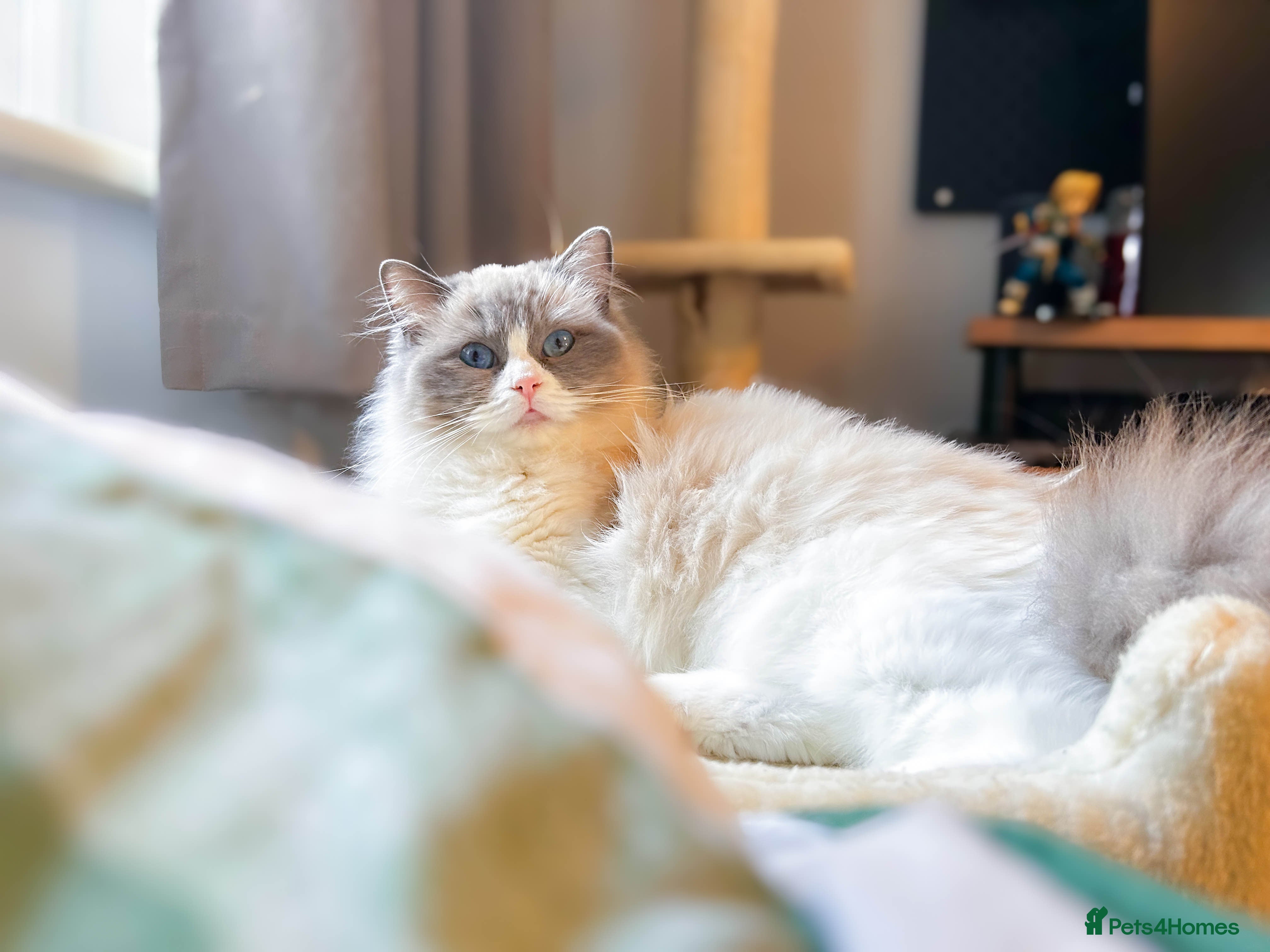 Ragdoll cats Female Bicoloured Ragdoll looking for forever home - Advert 13