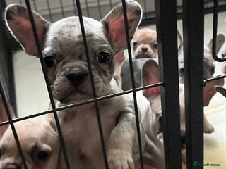 French Bulldog dogs 8 adorable frenchie pups - Advert 1