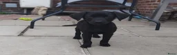 Labrador Retriever dogs for sale: 5 Beautiful labrador puppies (Male) - Advert 13
