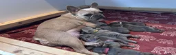 French Bulldog dogs for sale: French Bulldog puppies  - Advert 10