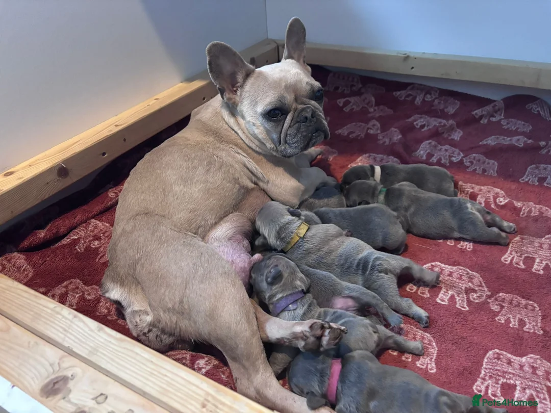 French Bulldog dogs for sale: French Bulldog puppies  - Advert 10