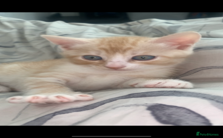 Domestic Shorthair cats - Advert 8