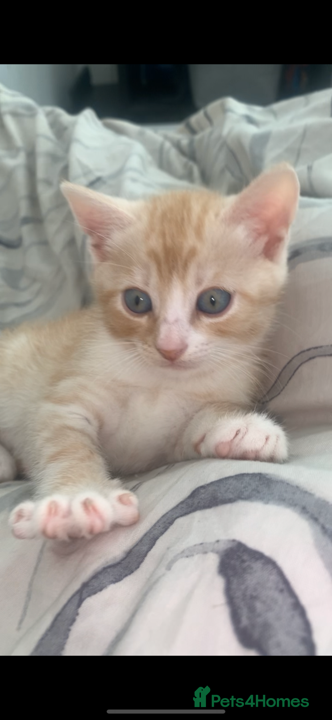 Domestic Shorthair cats for sale: White/ simese tabby males  - Image 1