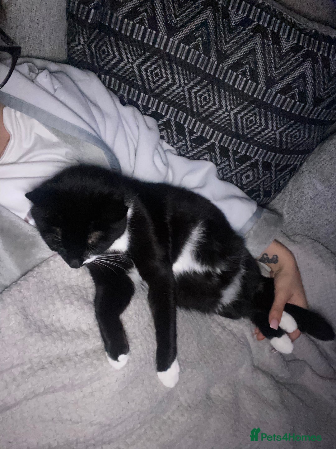 Mixed Breed cats for sale: Tuxedo and tabby kittens ready 2 February  - Advert 8