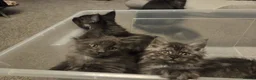 Maine Coon cats for sale: 8 GCCF Pedigree Maine Coon Kittens - Blue & Black  - Advert 4