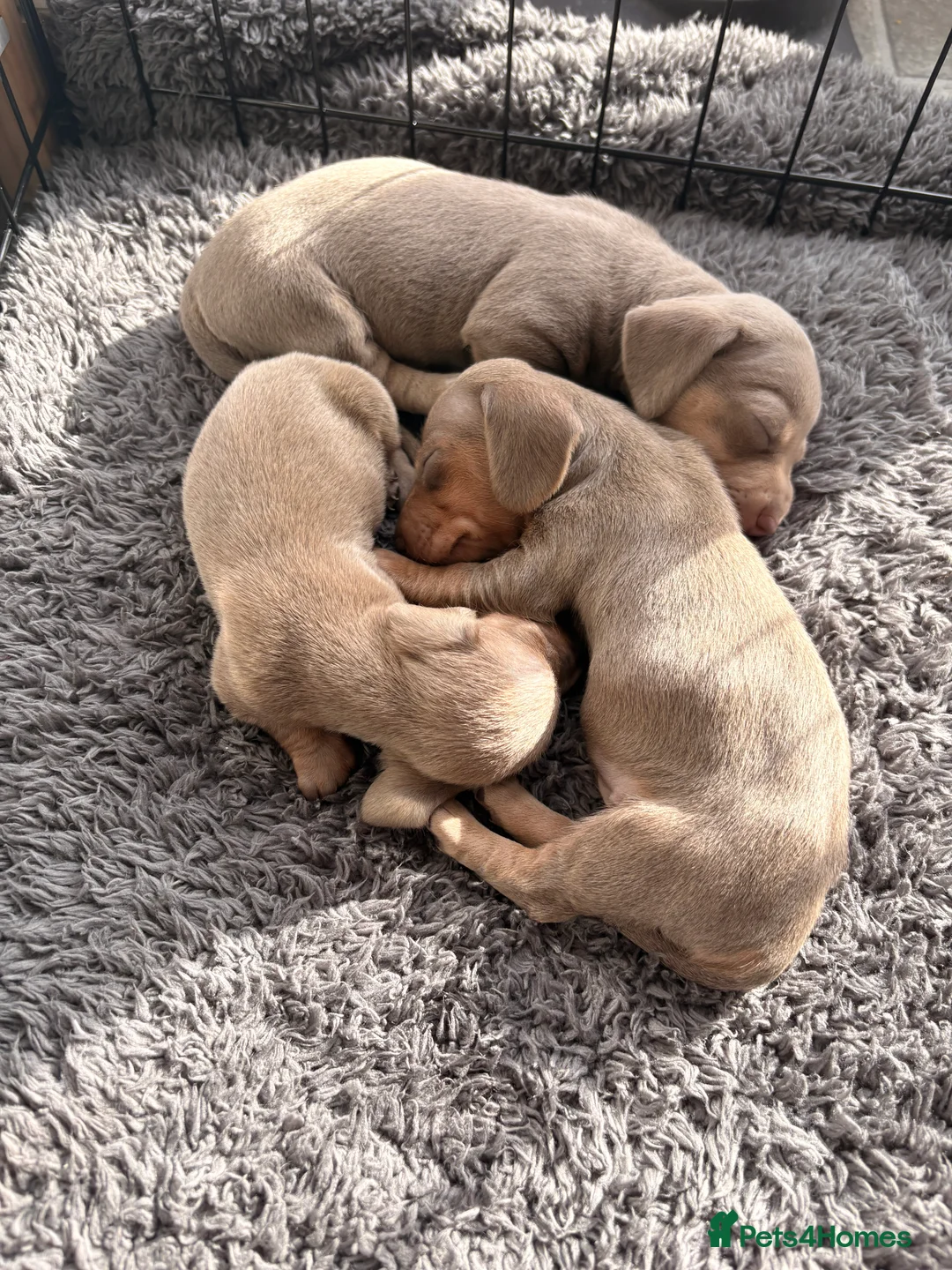 Miniature Dachshund dogs for sale: Stunning litter of Isabella miniature daschunds - Advert 13