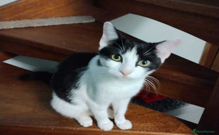 Mixed Breed cats - Advert 4