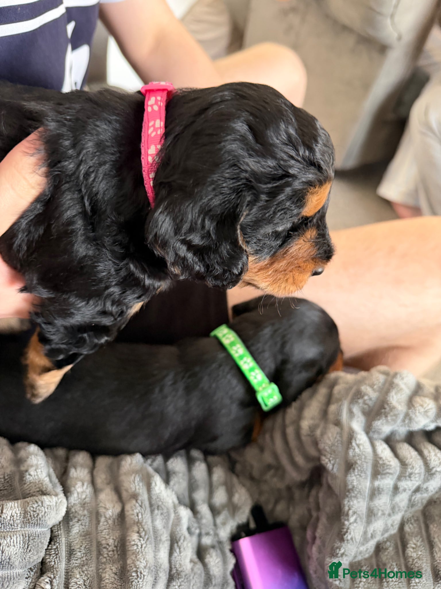 Mixed Breed dogs Doxiepoo x Cockapoo  - Advert 1