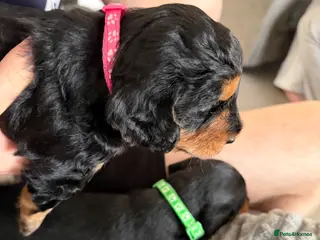 Mixed Breed dogs Doxiepoo x Cockapoo - Advert 3