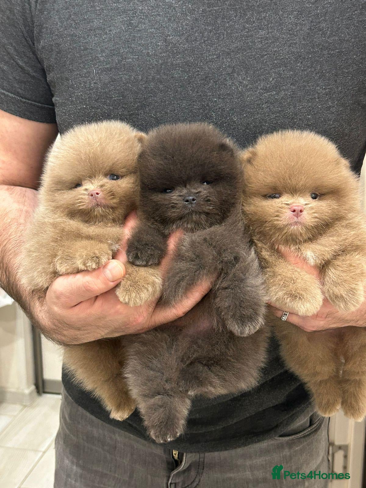 Pomeranian dogs Outstanding rare blue teddy 🧸💎 - Advert 9