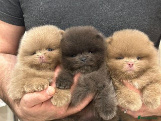 Pomeranian dogs Outstanding rare blue teddy 🧸💎 - Advert 9