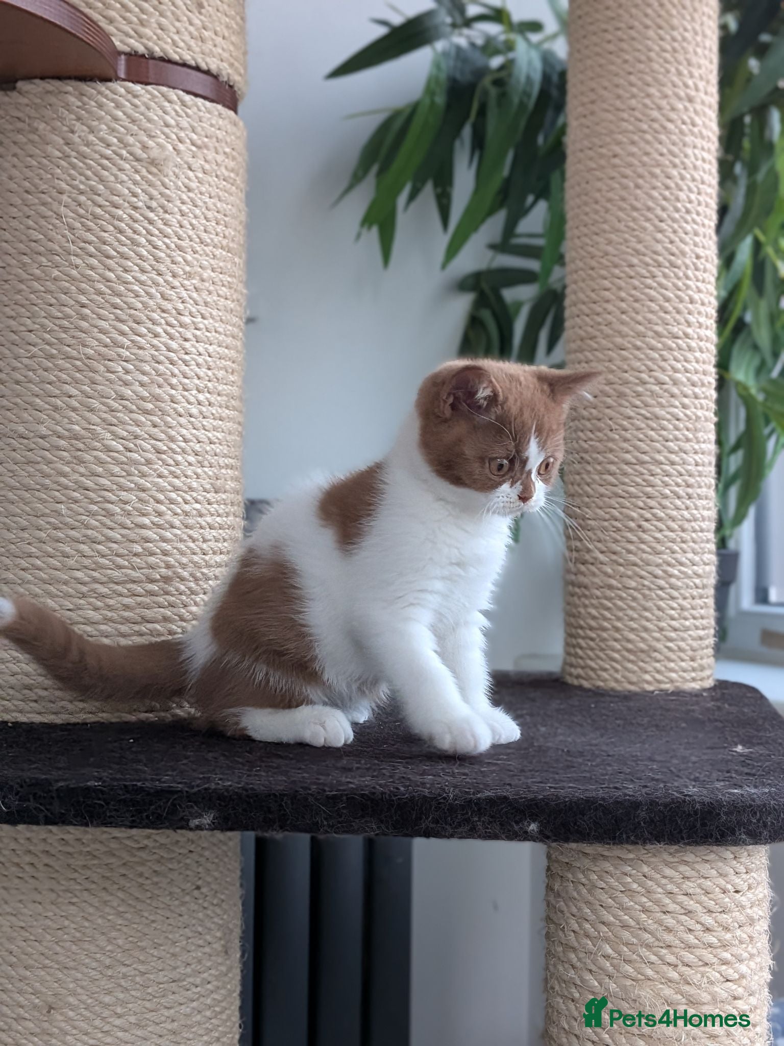 British Shorthair cats GCCF Registered Kittens  - Advert 1
