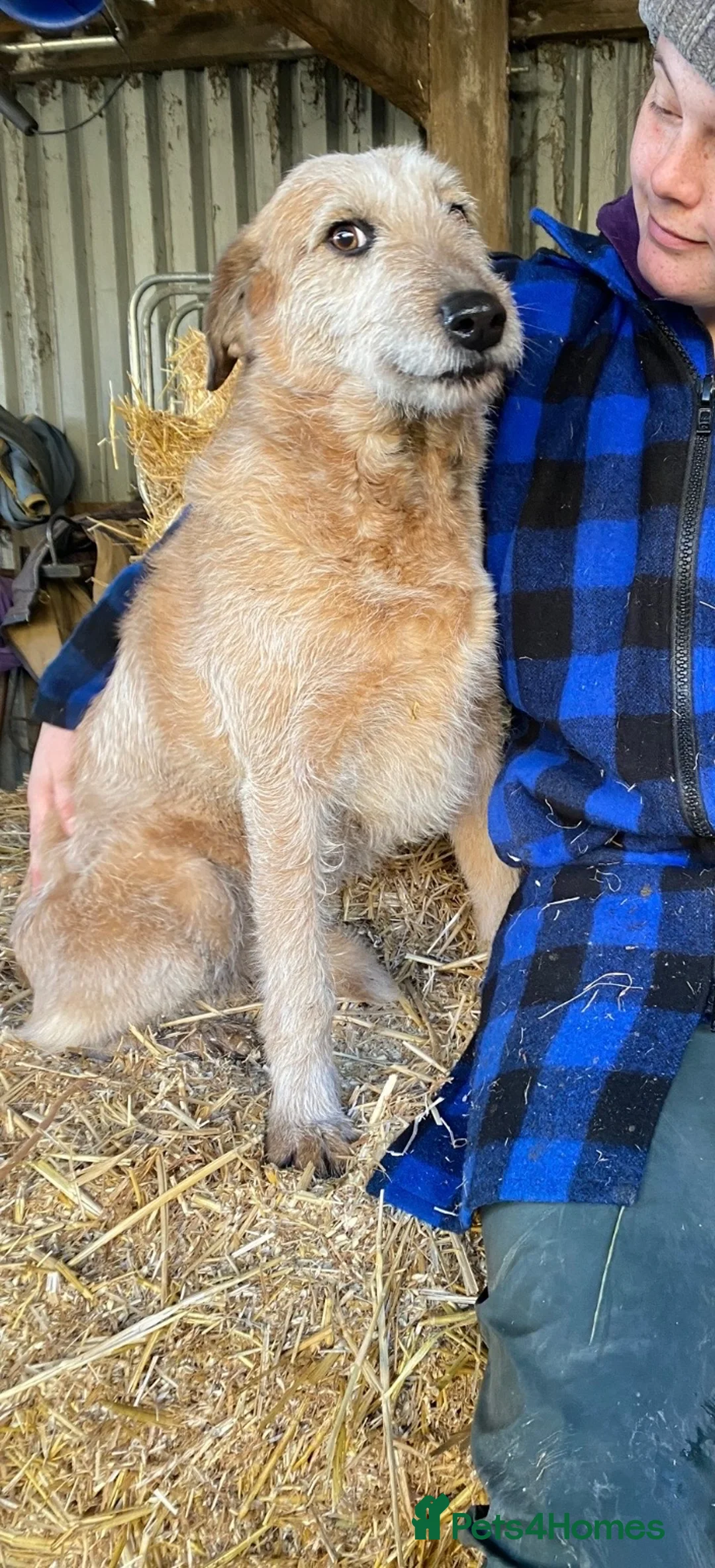 Mixed Breed dogs for sale: 🐾 COLLIE x LURCHER PUPPIES – 3 HANDSOME BOYS 🐾 - Advert 2